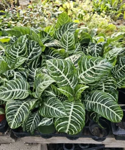 Aphelandra Zebra Plant Live – 4in Pot – Flowering Houseplant – Indoor - Image 2