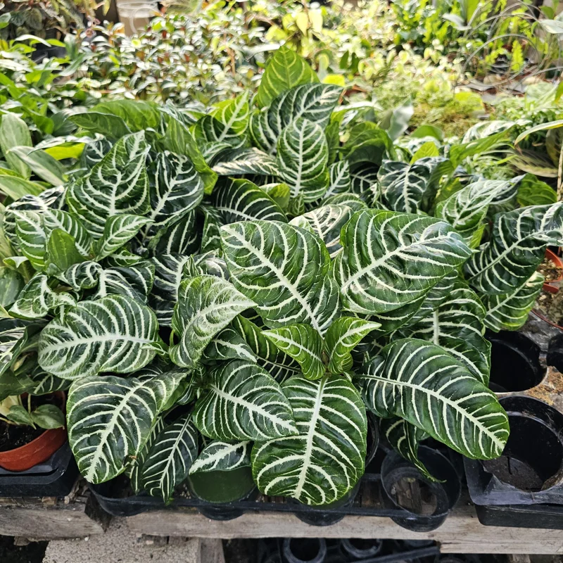 Aphelandra Zebra Plant Live – 4in Pot – Flowering Houseplant – Indoor - Image 2
