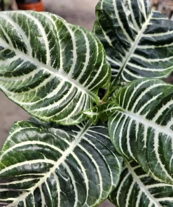 Aphelandra Zebra Plant Live – 4in Pot – Flowering Houseplant – Indoor - Image 3