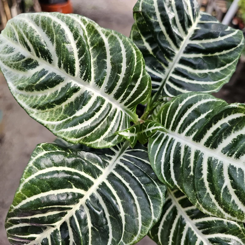 Aphelandra Zebra Plant Live – 4in Pot – Flowering Houseplant – Indoor - Image 3