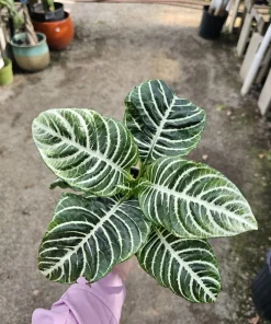 Aphelandra Zebra Plant Live – 4in Pot – Flowering Houseplant – Indoor - Image 4