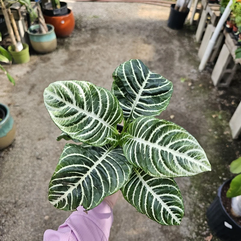 Aphelandra Zebra Plant Live – 4in Pot – Flowering Houseplant – Indoor - Image 4