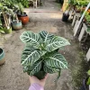 Aphelandra Zebra Plant Live – 4in Pot – Flowering Houseplant – Indoor - Image 1