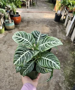 Aphelandra Zebra Plant Live – 4in Pot – Flowering Houseplant – Indoor - Image 1