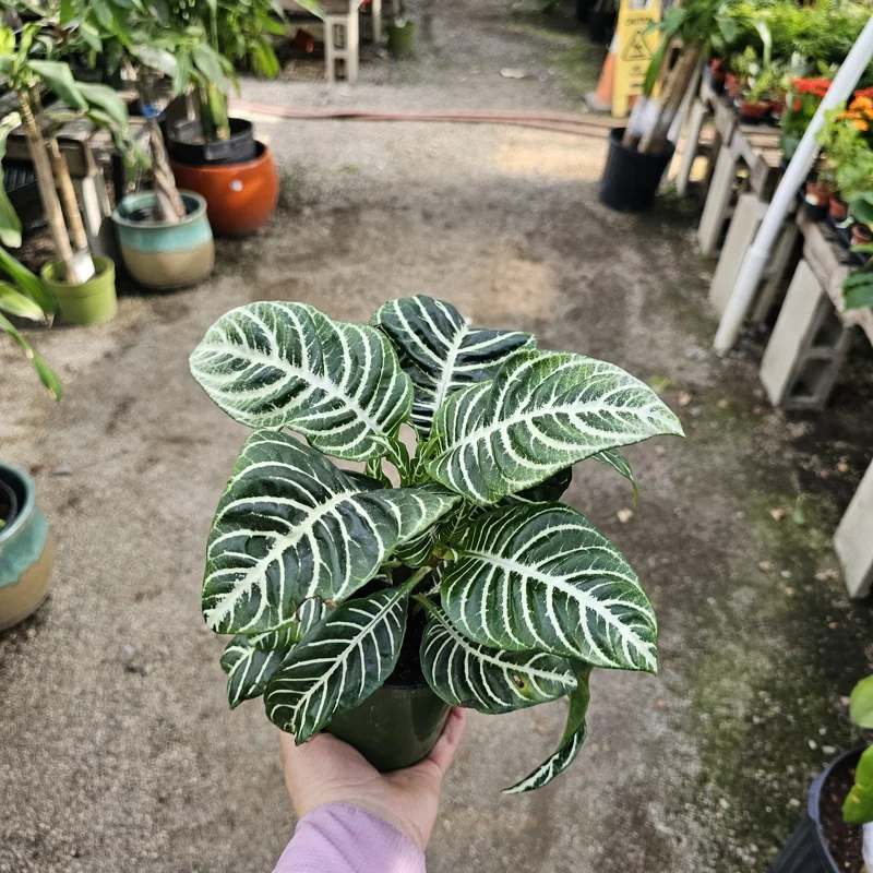 Aphelandra Zebra Plant Live – 4in Pot – Flowering Houseplant – Indoor - Image 1