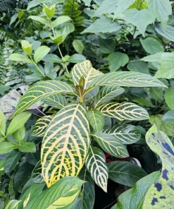 Aphelandra Zebra Plant Live Houseplant – Vibrant Foliage – Indoor - Image 2