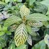 Aphelandra Zebra Plant Live Houseplant – Vibrant Foliage – Indoor - Image 1