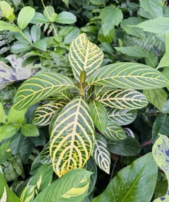 Aphelandra Zebra Plant Live - Tropical Houseplant in Pot - Image 1