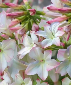 Appleblossom Jasmine Tobacco Seeds - 25 Heirloom Nicotiana alata Seeds - Image 2