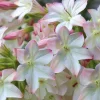 Appleblossom Jasmine Tobacco Seeds - 25 Heirloom Nicotiana alata Seeds - Image 1