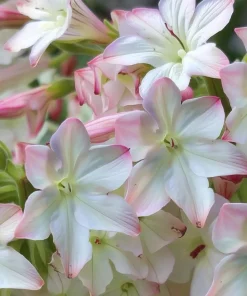 Appleblossom Jasmine Tobacco Seeds - 25 Heirloom Nicotiana alata Seeds - Image 1