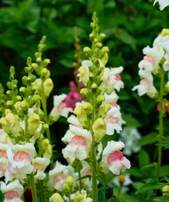 Appleblossom Snapdragon Seeds - 500 Count, Pink & White Flowers - Image 2