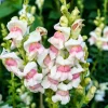 Appleblossom Snapdragon Seeds - 500 Count, Pink & White Flowers - Image 1