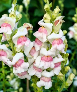 Appleblossom Snapdragon Seeds - 500 Count, Pink & White Flowers - Image 1