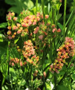 Apricot Beauty Statice Sea Lavender Flower Seeds - 50 Count - Image 6