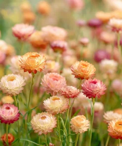 Apricot Peach Mix Strawflower Seeds - Organic Everlasting Blooms for Bouquets - 25 Seeds - Image 2