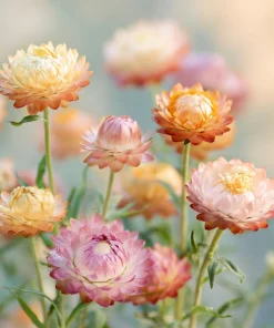 Apricot Peach Mix Strawflower Seeds - Organic Everlasting Blooms for Bouquets - 25 Seeds - Image 3