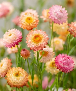 Apricot Peach Mix Strawflower Seeds - Organic Everlasting Blooms for Bouquets - 25 Seeds - Image 4