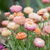 Apricot Peach Mix Strawflower Seeds - Organic Everlasting Blooms for Bouquets - 25 Seeds - Image 1