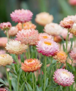 Apricot Peach Mix Strawflower Seeds - Organic Everlasting Blooms for Bouquets - 25 Seeds - Image 1