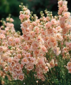 Apricot Stock Seeds - Matthiola Incana - 50 Seeds - Fragrant Blooms - Image 2