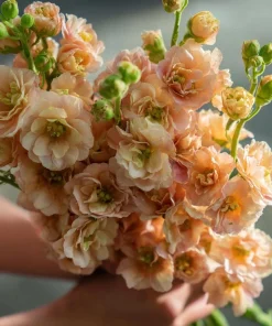 Apricot Stock Seeds - Matthiola Incana - 50 Seeds - Fragrant Blooms - Image 4