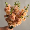 Apricot Stock Seeds - Matthiola Incana - 50 Seeds - Fragrant Blooms - Image 1