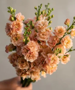 Apricot Stock Seeds - Matthiola Incana - 50 Seeds - Fragrant Blooms - Image 1
