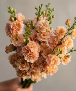 Apricot Stock Seeds - Matthiola Incana Flower Seeds - 50 Count - Fragrant Blooms - Image 1