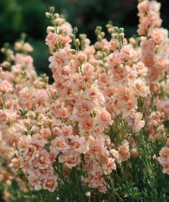 Apricot Stock Seeds - Matthiola Incana Flower Seeds - 50 Count - Fragrant Blooms - Image 2