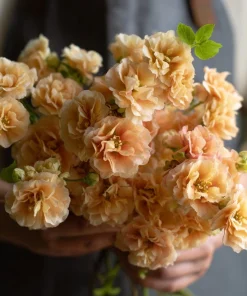 Apricot Stock Seeds - Matthiola Incana Flower Seeds - 50 Count - Fragrant Blooms - Image 3