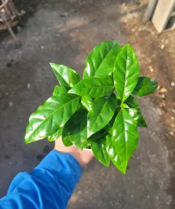 Arabica Coffee Plant Live Plant – 4 inch Pot – Indoor Coffee Tree - Image 2