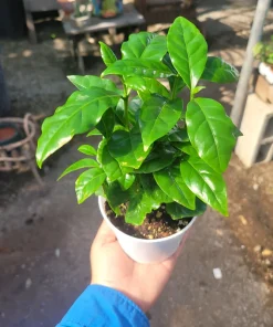 Arabica Coffee Plant Live Plant – 4 inch Pot – Indoor Coffee Tree - Image 3