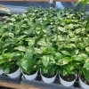 Arabica Coffee Plant Live Plant – 4 inch Pot – Indoor Coffee Tree - Image 1