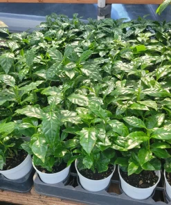 Arabica Coffee Plant Live Plant – 4 inch Pot – Indoor Coffee Tree - Image 1