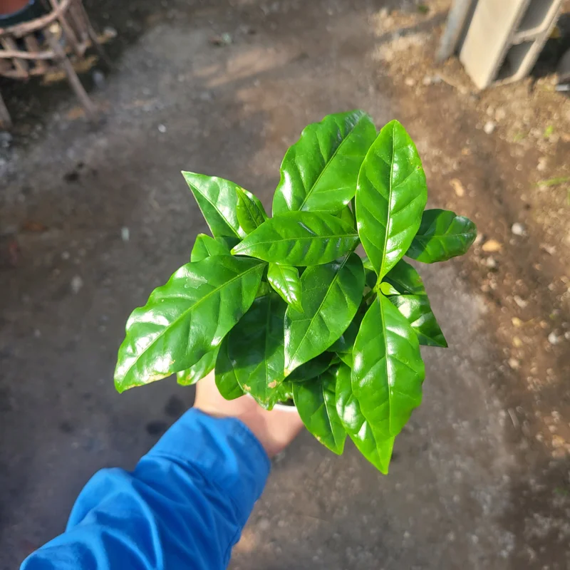 Arabica Coffee Plant Live Plant – 4in Pot – Indoor Houseplant - Image 2