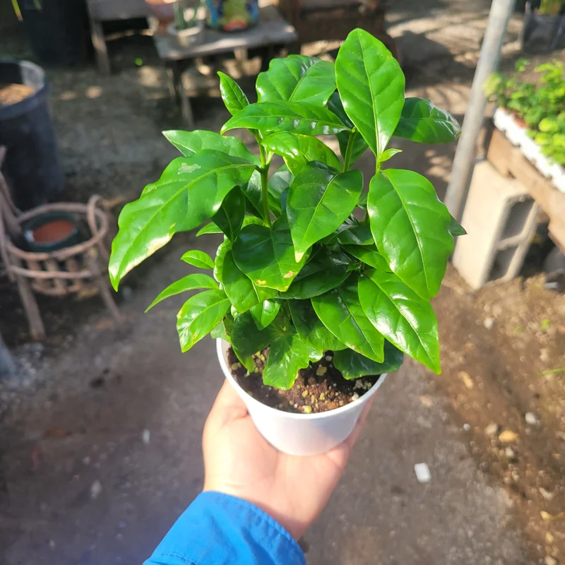 Arabica Coffee Plant Live Plant – 4in Pot – Indoor Houseplant - Image 3