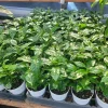 Arabica Coffee Plant Live Plant – 4in Pot – Indoor Houseplant - Image 1