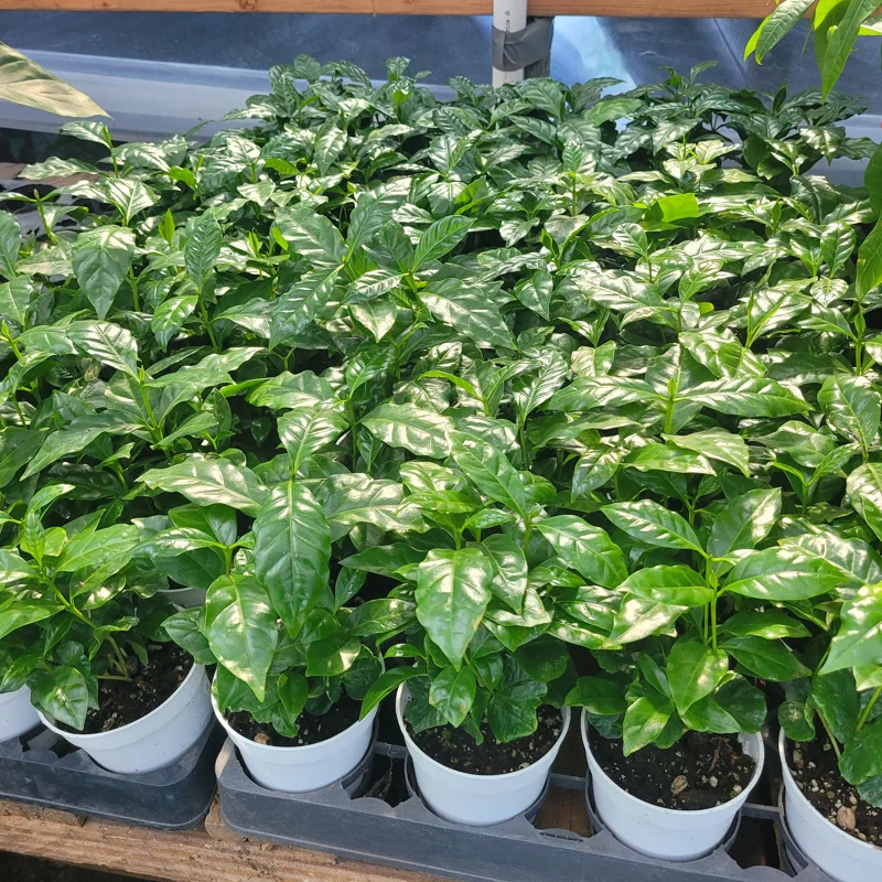 Arabica Coffee Plant Live Plant – 4in Pot – Indoor Houseplant - Image 1