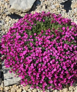 Arabis Arendsii Spring Charm Rockcress Seeds - 150 Count - Fragrant Pink Groundcover - Image 2