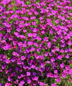 Arabis Arendsii Spring Charm Rockcress Seeds - 150 Count - Fragrant Pink Groundcover - Image 3