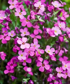 Arabis Arendsii Spring Charm Rockcress Seeds - 150 Count - Fragrant Pink Groundcover - Image 4