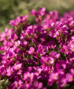 Arabis Arendsii Spring Charm Rockcress Seeds - 150 Count - Fragrant Pink Groundcover - Image 5