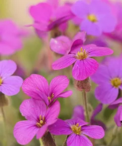 Arabis Arendsii Spring Charm Rockcress Seeds - 150 Count - Fragrant Pink Groundcover - Image 6