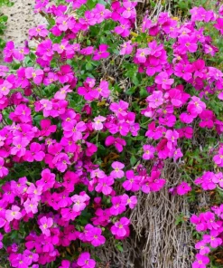 Arabis Arendsii Spring Charm Rockcress Seeds - 150 Count - Fragrant Pink Groundcover - Image 7