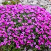 Arabis Arendsii Spring Charm Rockcress Seeds - 150 Count - Fragrant Pink Groundcover - Image 1