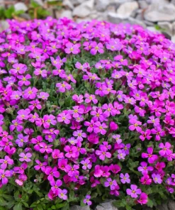 Arabis Arendsii Spring Charm Rockcress Seeds - 150 Count - Fragrant Pink Groundcover - Image 1