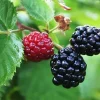 Arapaho Blackberry Live Plants - 2 Pack, 1-2 Year Old Shrubs, Outdoor - Image 1