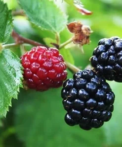 Arapaho Blackberry Live Plants - 2 Pack, 1-2 Year Old Shrubs, Outdoor - Image 1