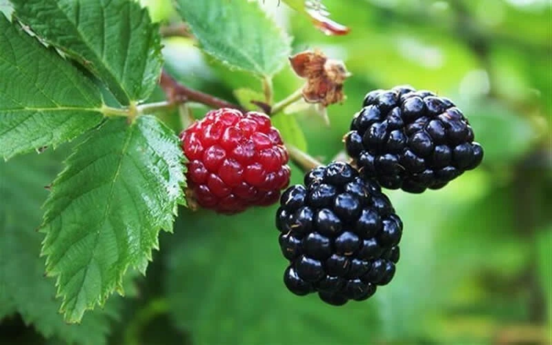 Arapaho Blackberry Live Plants - 2 Pack, 1-2 Year Old Shrubs, Outdoor - Image 1